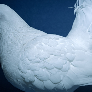 黑人破女警花处苞
